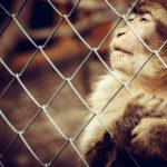 Danksagung eines Affen im Zoo